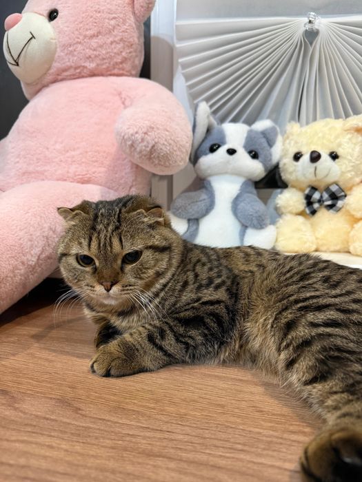 Отдам кошку в хорошие руки