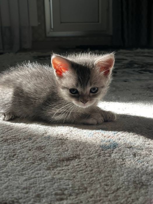 Отдам котенка в добрые руки