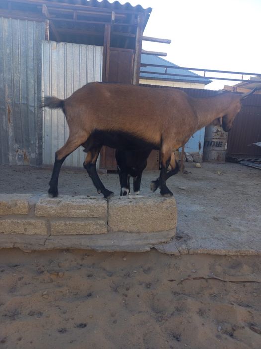 Ешкі сатылады! Ешкі лағымен бағасы 220 000тг