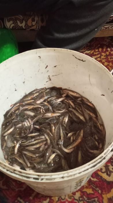 Продам мальков, живца для рыбалки
