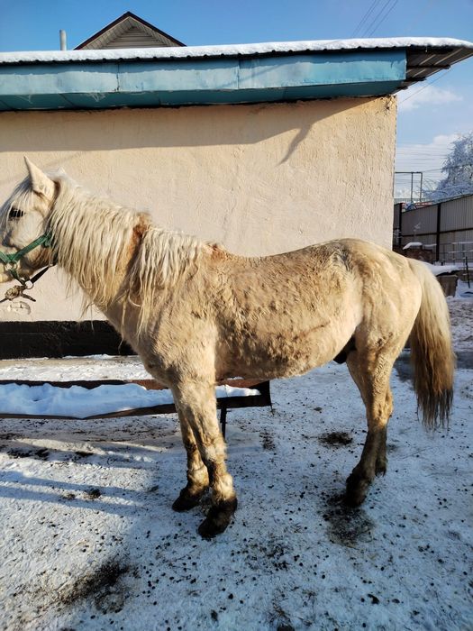 Айғыр  сатамын  ,Продам жеребца