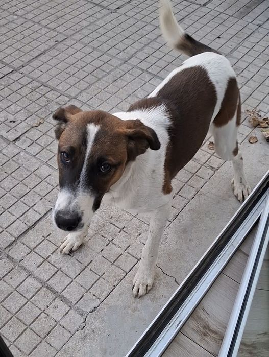 Подарявам кученце на 10 месеца.