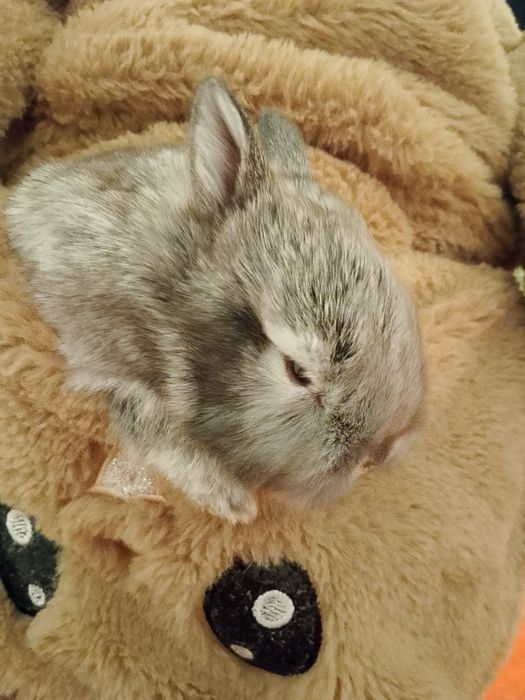 Декоративные кролик