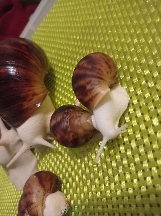 Улитки. Архахатина овум.