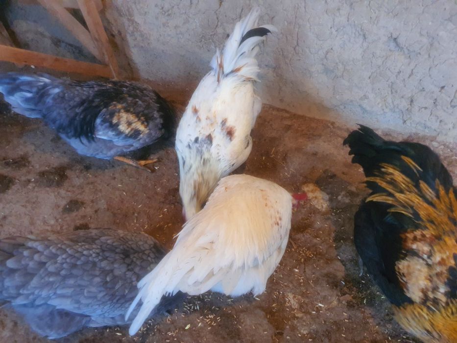 Парандалар сотилади