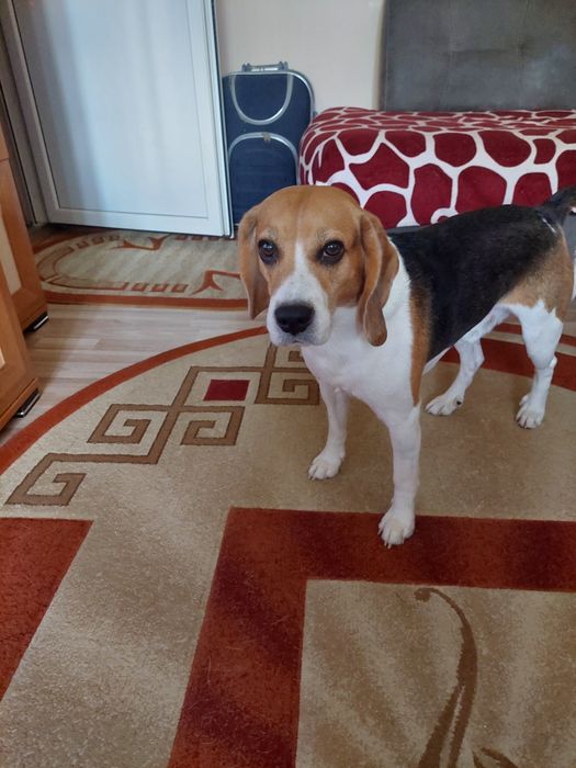Dau spre adopție caine beagle