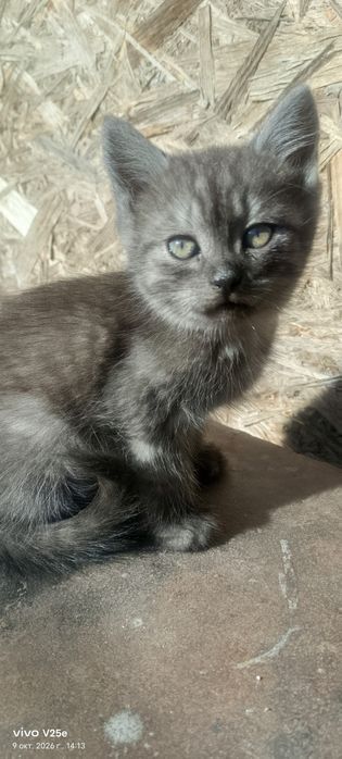 Отдам котят  в добрые руки