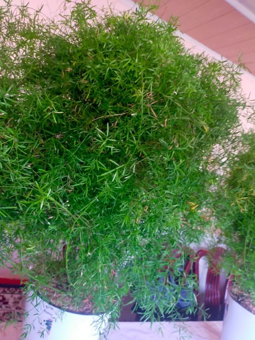 Гулдер Түркістан қаласында