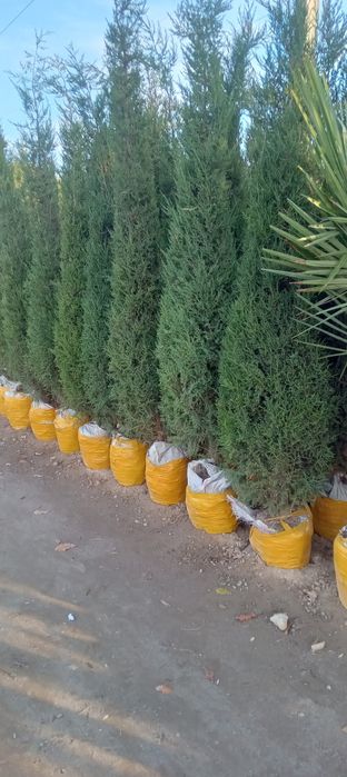 Manzarali ko'chatlar dunyosi har xil turdagi