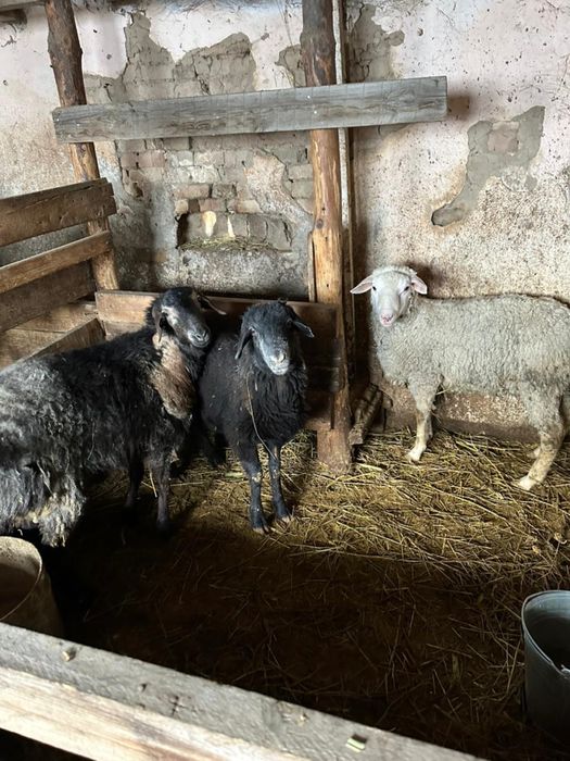 Продам баранов , кошкаров