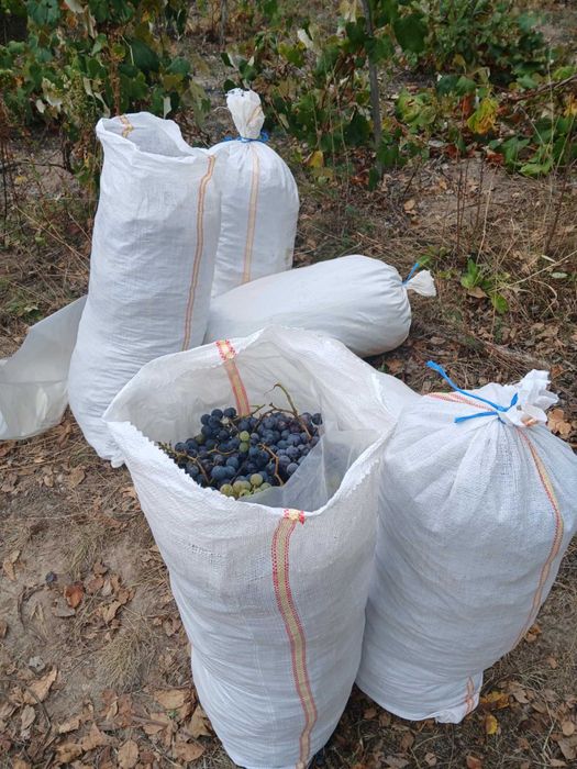 Struguri ananas si nova