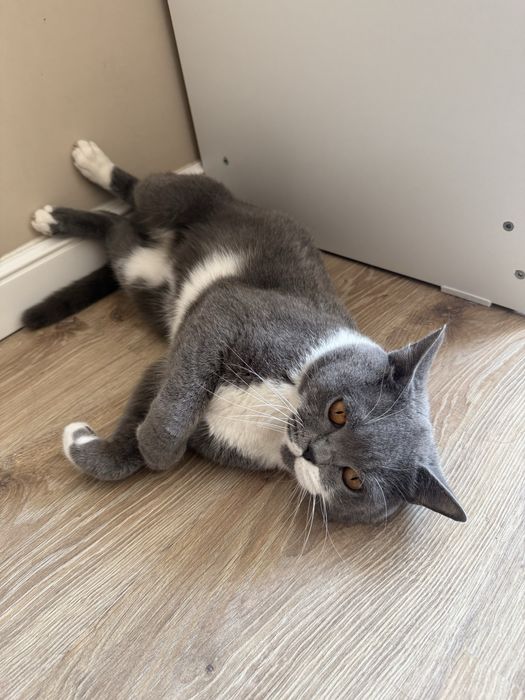 Бритнский кот (Бесплатно )