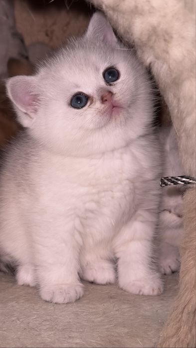 Британская шиншилла!