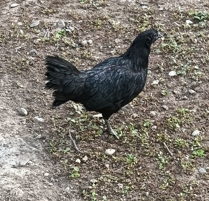 Păsări Ayam Cemani