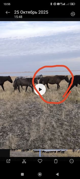 Кобылы на продажу срочно!