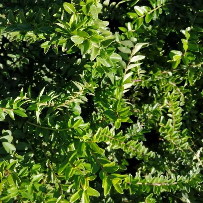 вечнозелен храст лоницера/ нокът-  Lonicera nitida
