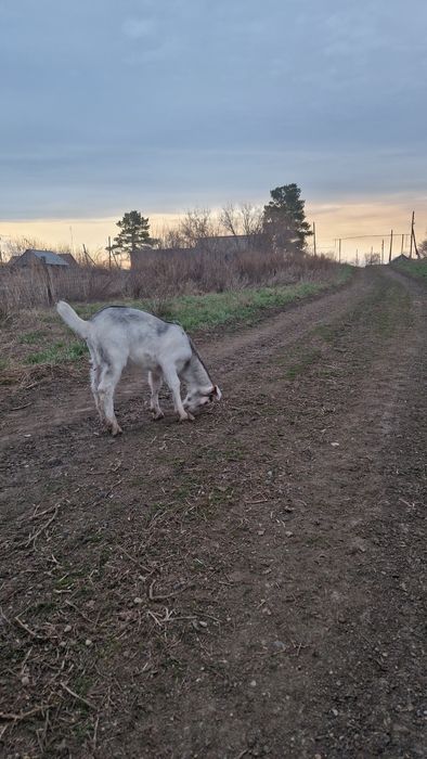 Продам козлика от англо-нубийского козла