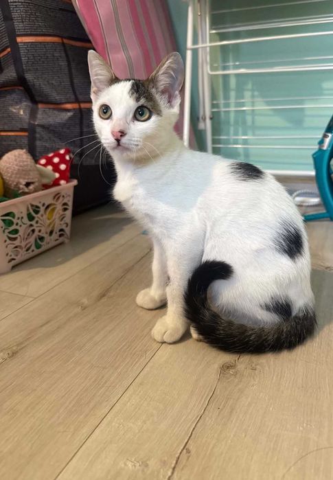 Подарявам малко коте