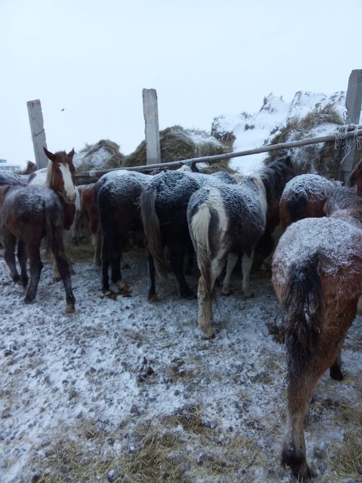 Продам кобыл с жеребятами