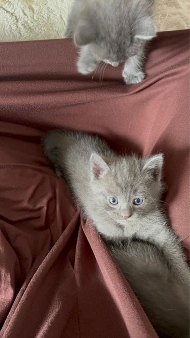 Отдам в котят в добрые руки