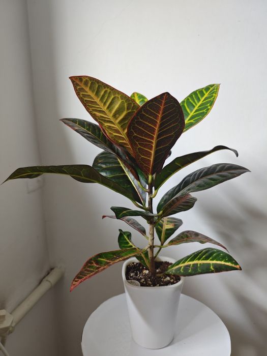 Кротон в фитильном горшке