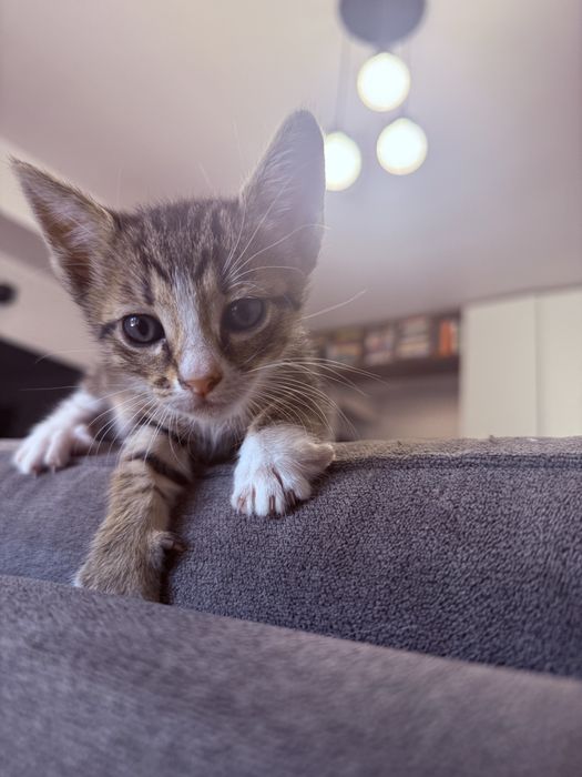 Pui de pisică spre adopție