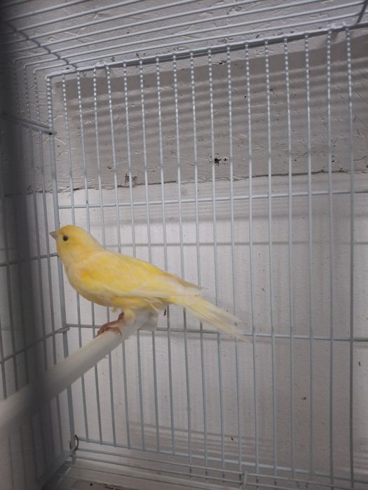 Canari și canarite