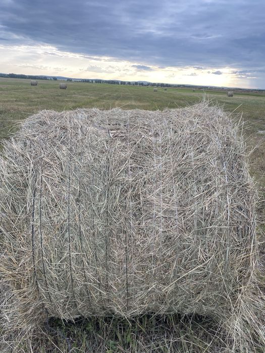 Сено в Рулонах Плотно напресованное