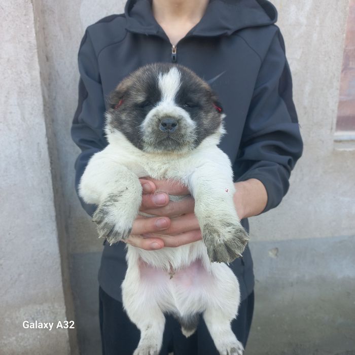 Алабай боласи сотилади эркаг 900000.сум