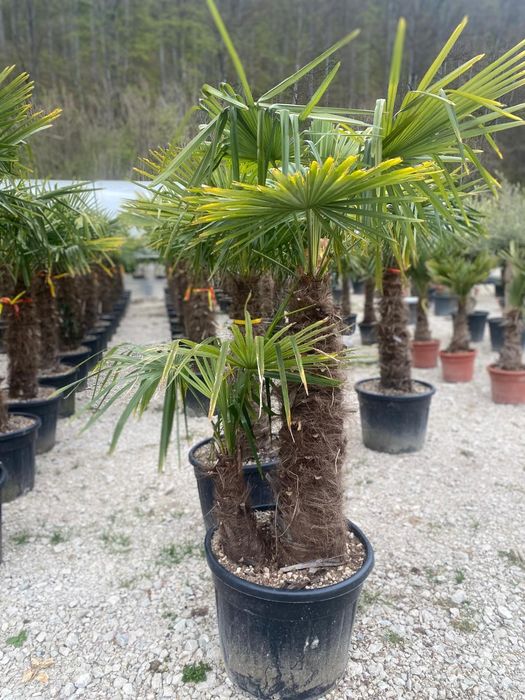Palmieri , Maslini Plante exotice rezistente la frig