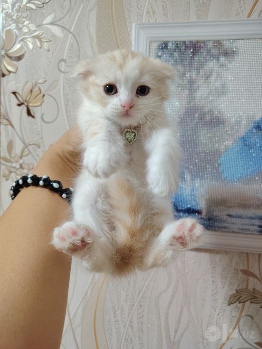 Продаются очарование котята Скоттиш фолд и страйт