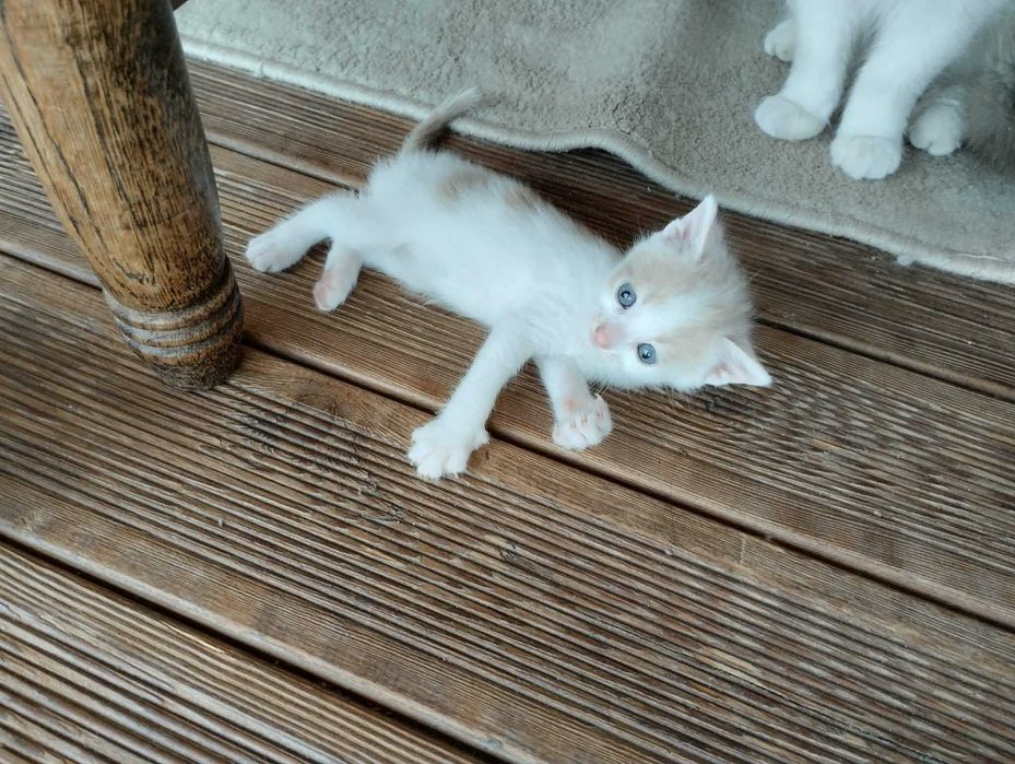 Подарявам котенца