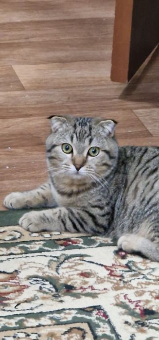 Кот мальчик/ұл мысык бесплатно