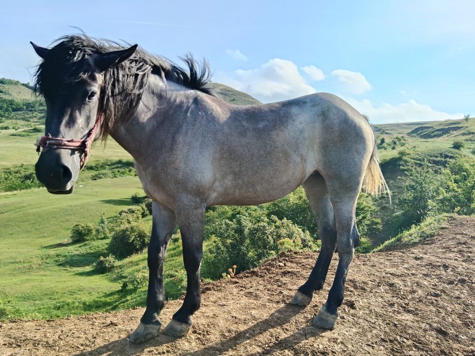 Vând mânză de 3 ani bună la ham