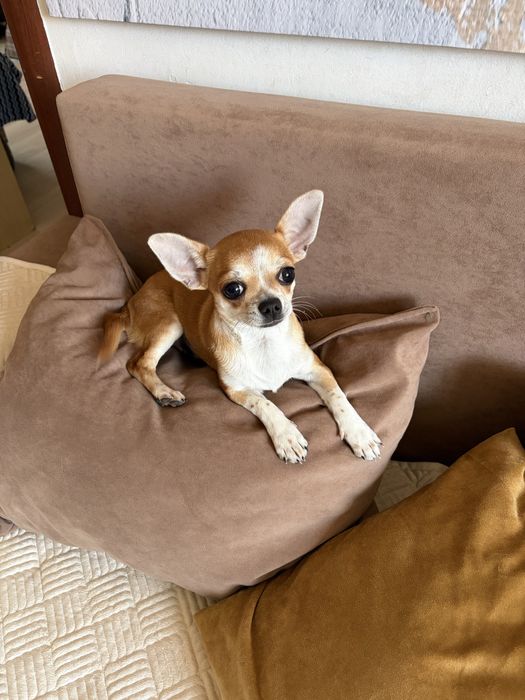 Шикарная принцесса  щенок чихуахуа