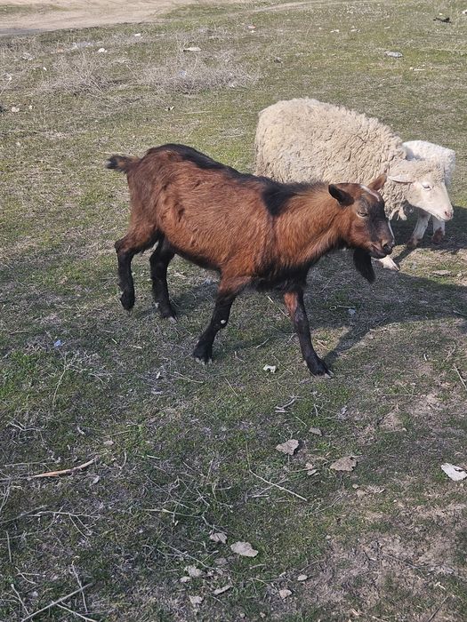 Продаётся молодой козёл