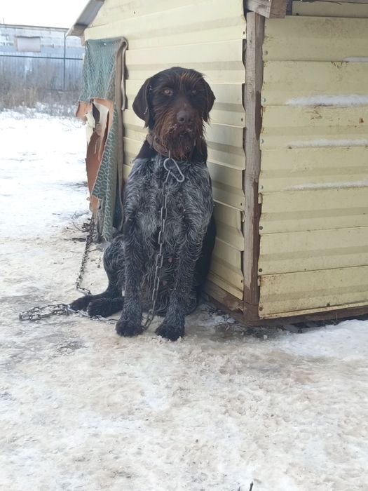 Сучка дратхаар ищим кобель