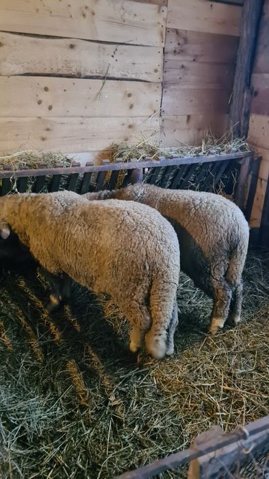 Berbeci tineri merinos