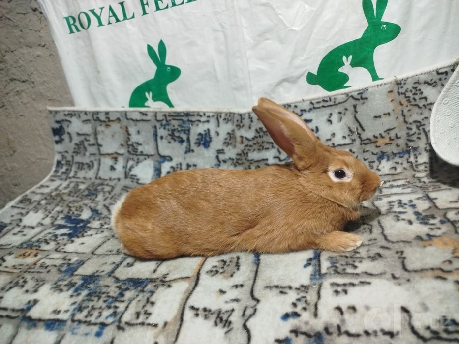 Бургундский кролик Бургунд