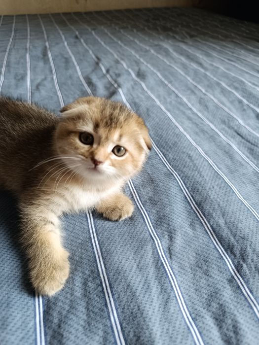 Продам котят скотиш фолд