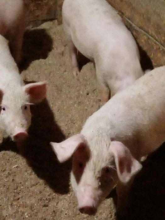 Поросята 1–1,5 месяца! Племенные