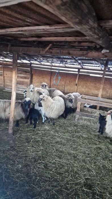 Oi cu miei de vanzare