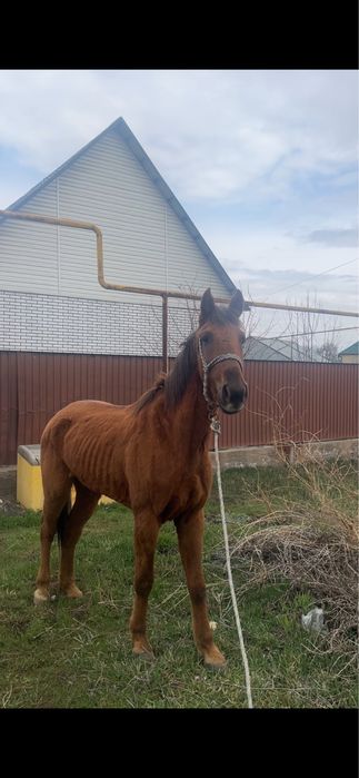 Ат жылқы құан айғыр