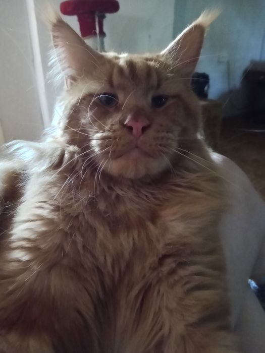 Продаются котята Мейн кун