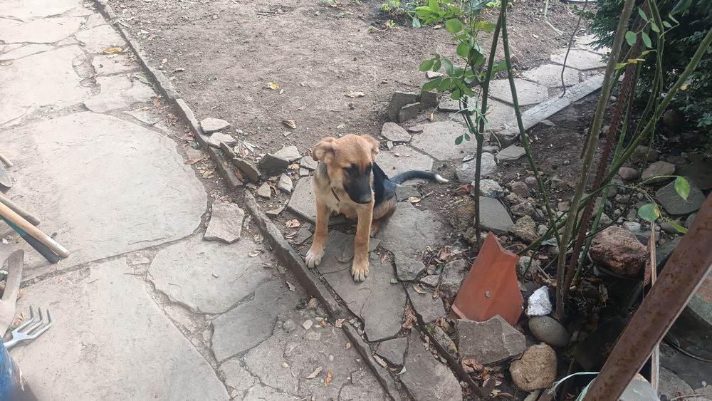 Подаряваме малки кучета
