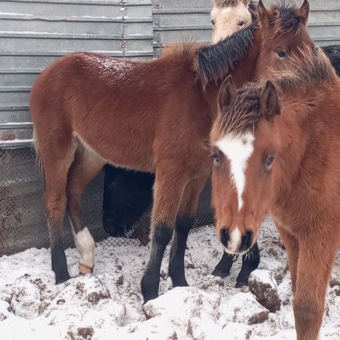 Продам жабагы еркек.