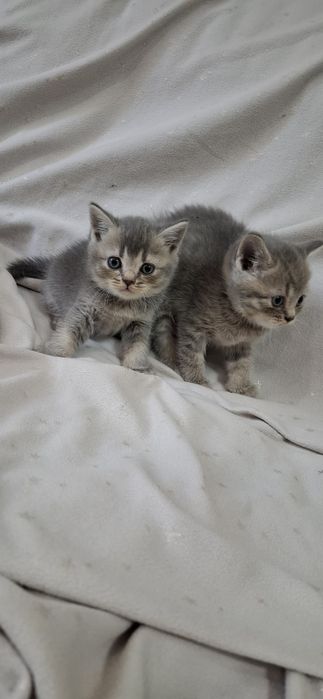 Шотландские котята скоттиш страйт