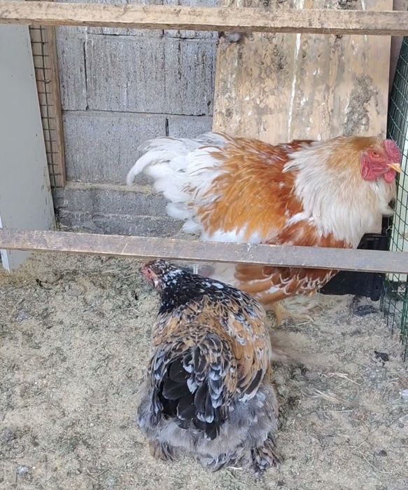 Продам Браму Парочку.
