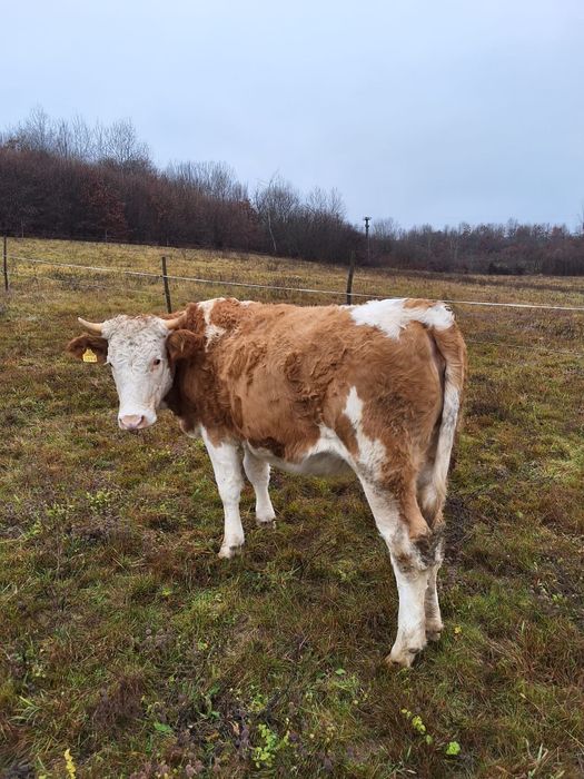 Vand doua juninci gestante si un tauras