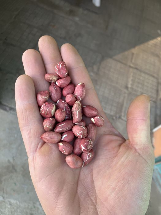 Български ФЪСТЪК